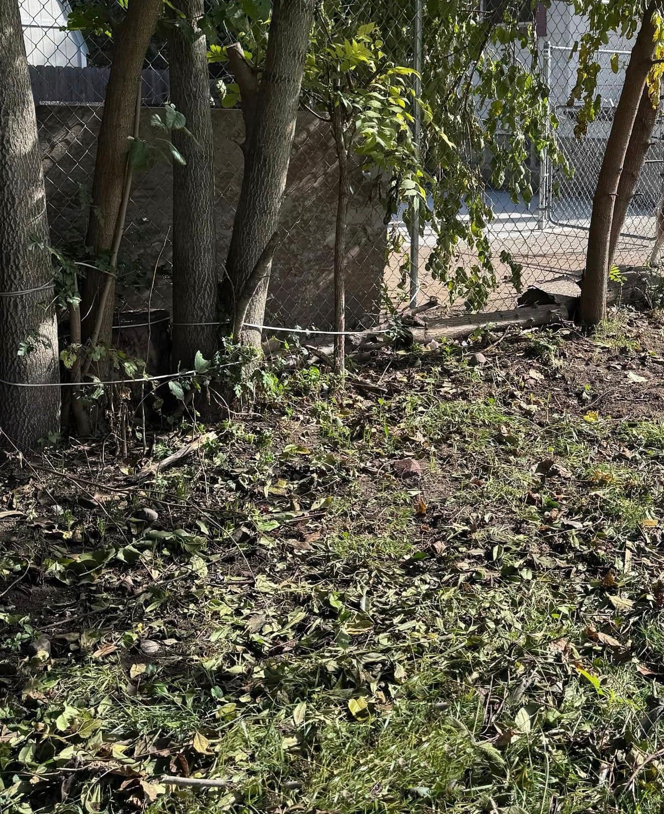 After Backyard Cleanup