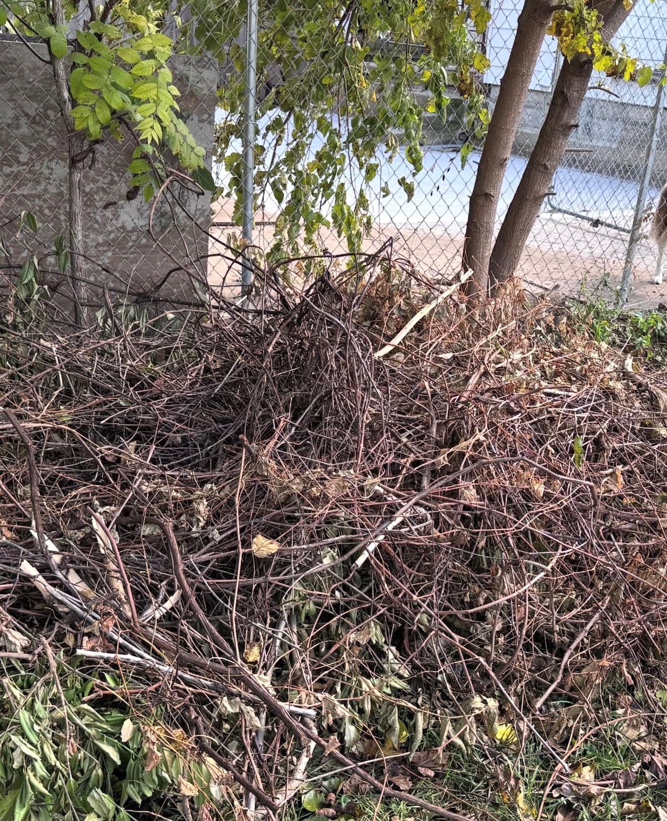 Before Backyard Cleanup